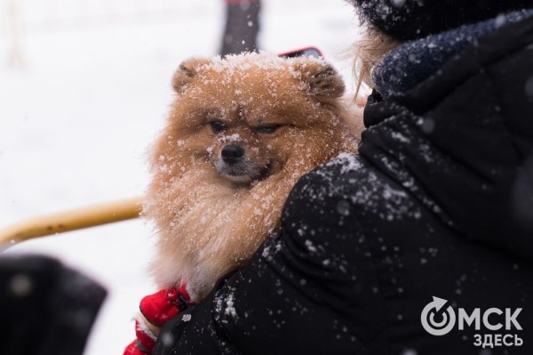 Рождественский полумарафон пробежали спортсмены из Африки, а выиграли - сибиряки Рождественский полумарафон пробежали спортсмены из Африки, а выиграли - сибиряки