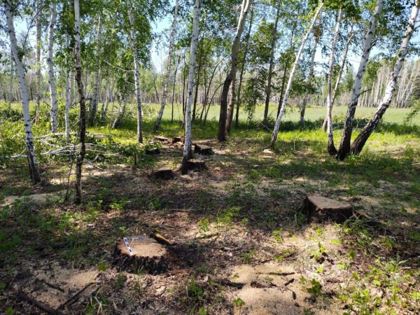 
									Черный лесоруб из Омской области 3 года скрывался от полиции 