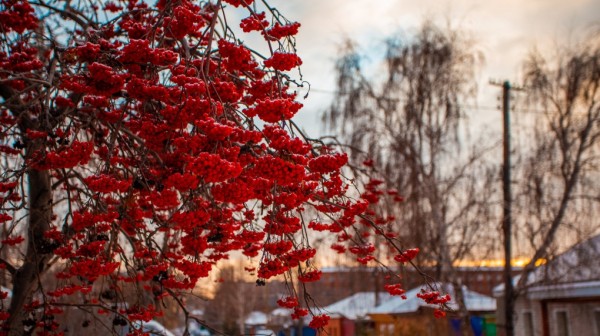 Синоптики рассказали, какая погода будет на Крещение в Омске Синоптики рассказали, какая погода будет на Крещение в Омске