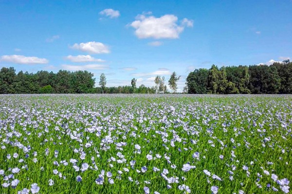 
									Омским сельскохозпредприятиям незаконно отказывали в субсидиях 