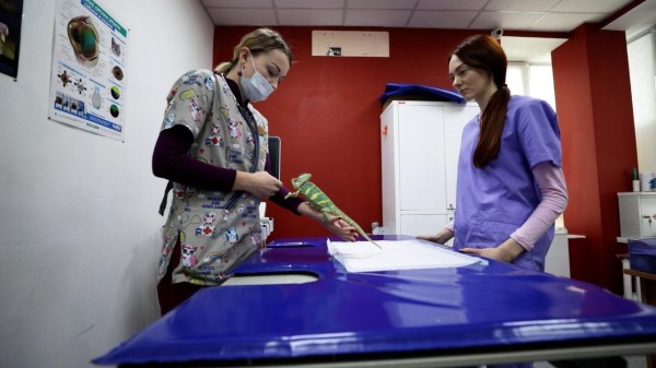 "Была сова с черепно-мозговой травмой, мы её вылечили". Интервью с врачом-экзотологом "Была сова с черепно-мозговой травмой, мы её вылечили". Интервью с врачом-экзотологом