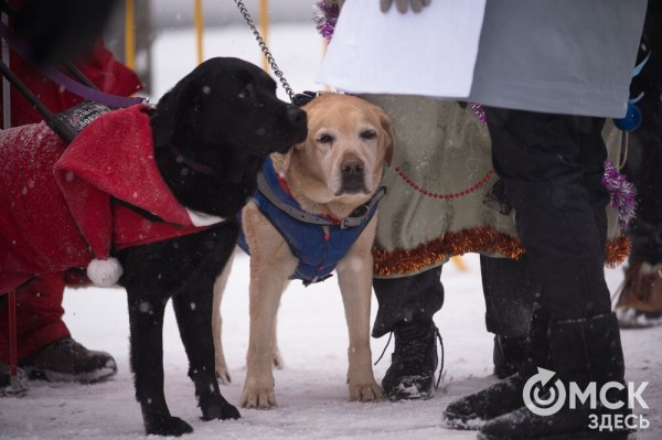 Рождественский полумарафон пробежали спортсмены из Африки, а выиграли - сибиряки Рождественский полумарафон пробежали спортсмены из Африки, а выиграли - сибиряки