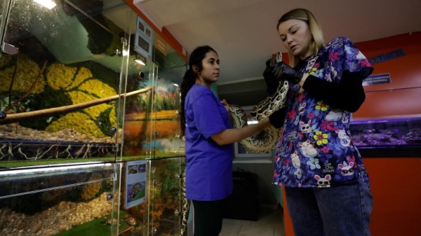 "Была сова с черепно-мозговой травмой, мы её вылечили". Интервью с врачом-экзотологом "Была сова с черепно-мозговой травмой, мы её вылечили". Интервью с врачом-экзотологом