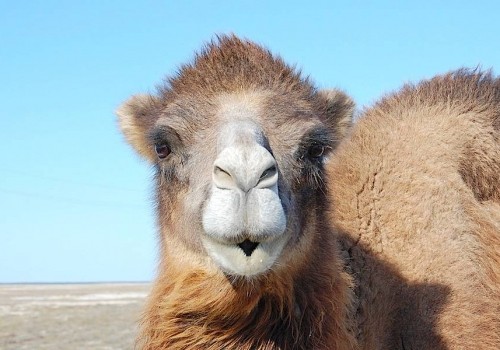 Появилось видео момента убийства напавшего на верблюда омича из Тюкалинского района