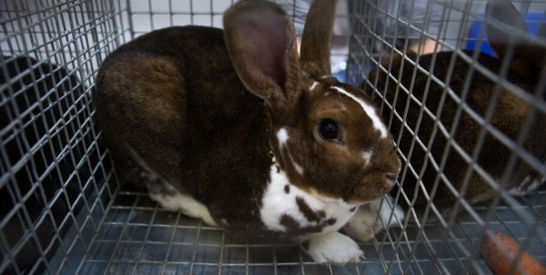 Кролики в искусстве. Символ года в живописи разных эпох