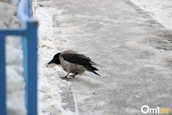 &laquo;Проходил мимо. Смотрю &ndash; бабушки плачут&raquo;: омич спас ворону и до сих пор с ней дружит