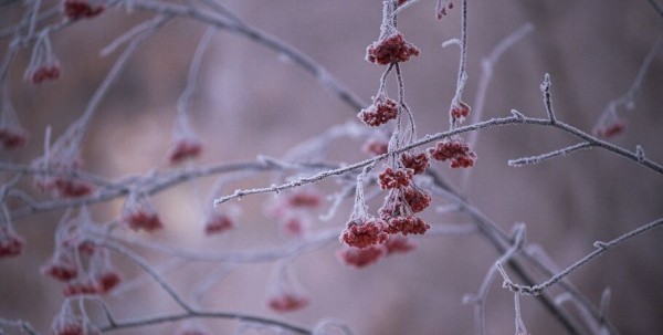 При какой погоде школьникам можно остаться дома? При какой погоде школьникам можно остаться дома?