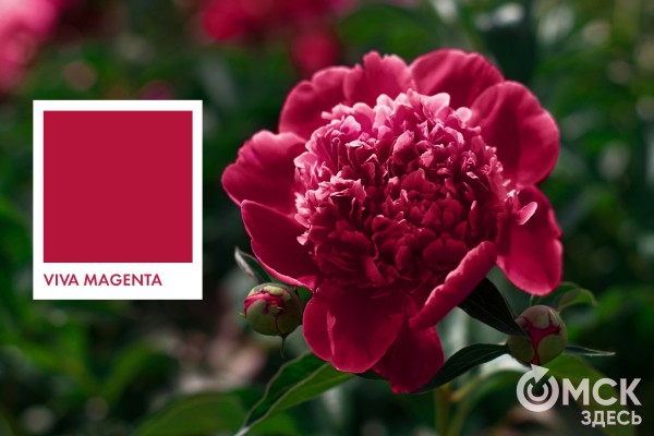 Вива Маджента! Как носить цвет года Вива Маджента! Как носить цвет года