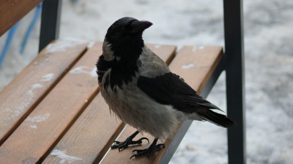 &laquo;Проходил мимо. Смотрю &ndash; бабушки плачут&raquo;: омич спас ворону и до сих пор с ней дружит