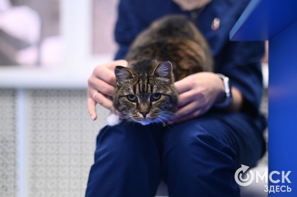 "Заводишь инструмент под десну, а выходит в районе глаза". Почему важно следить за состоянием зубов питомцев