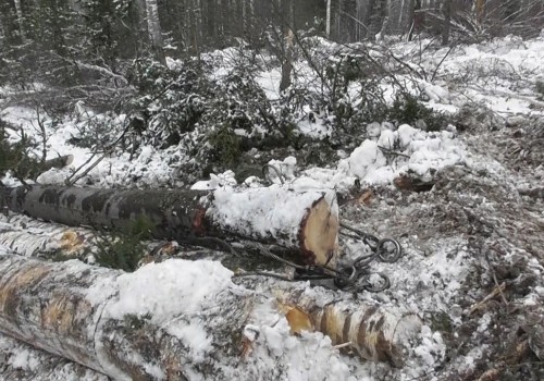 Во&nbsp;все тяжкие: в&nbsp;Омской области за&nbsp;целый ряд преступлений осудили группу &laquo;черных лесорубов&raquo;