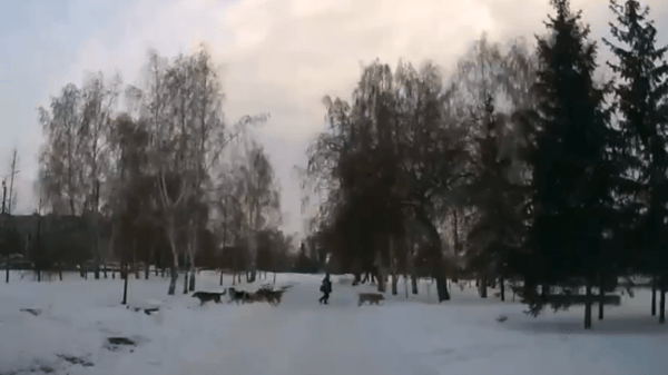 Омская прокуратура проверит сообщения о стае бездомных животных, окруживших школьника в сквере