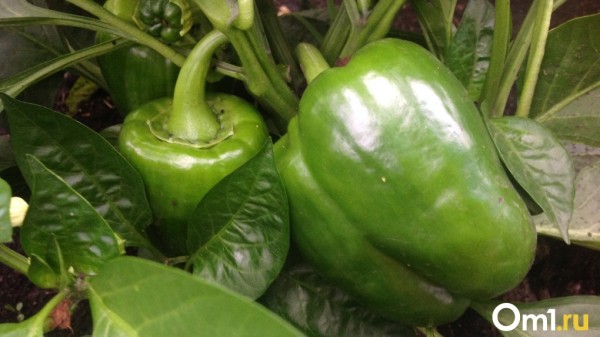 Личный экстрасенс Ельцина раскрыл новосибирским дачникам главный секрет лунного календаря