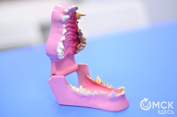 "Заводишь инструмент под десну, а выходит в районе глаза". Почему важно следить за состоянием зубов питомцев