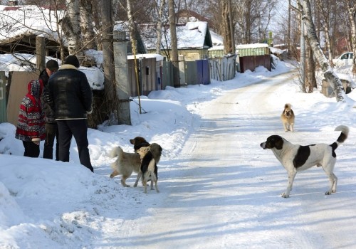 Глава омского приюта Вульф: «Собаки живут рядом с людьми — это закреплено законом»