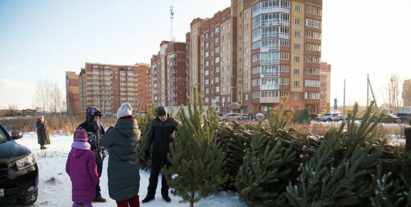 Омичи собрали и сдали на переработку почти 2000 ёлок