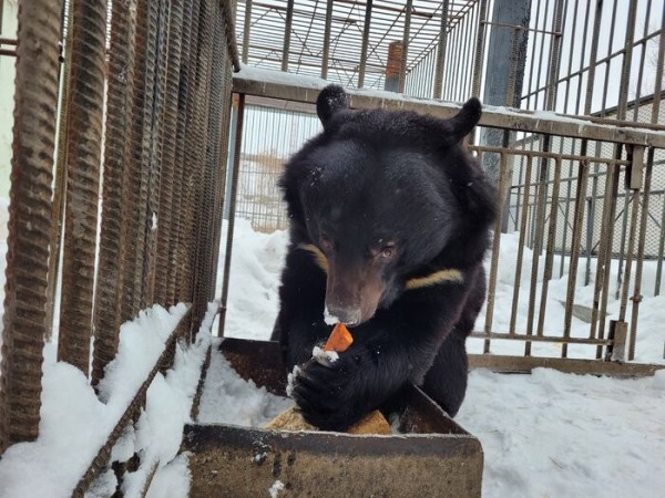 В Омской области проснулся первый медведь
