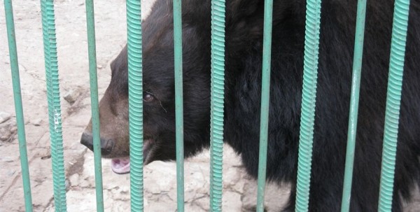 В Омской области проснулся первый медведь