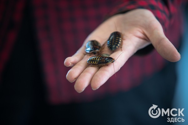 Заводчица пауков и тараканов: "Общение с ними вызывает яркие эмоции"