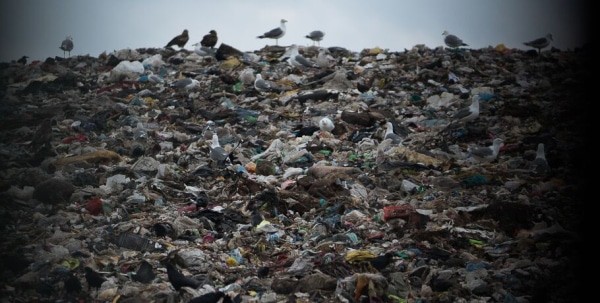 Мусор и грязный воздух: сибиряки назвали наиболее острые проблемы местной экологии