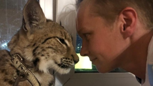 «Кошка, только большая»: омская дрессировщица вырастила рысь в квартире «Кошка, только большая»: омская дрессировщица вырастила рысь в квартире