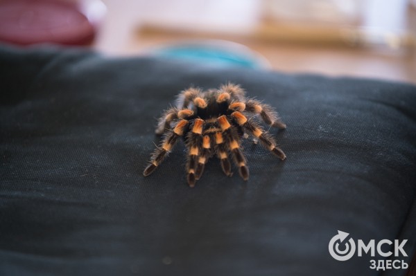 Заводчица пауков и тараканов: "Общение с ними вызывает яркие эмоции"