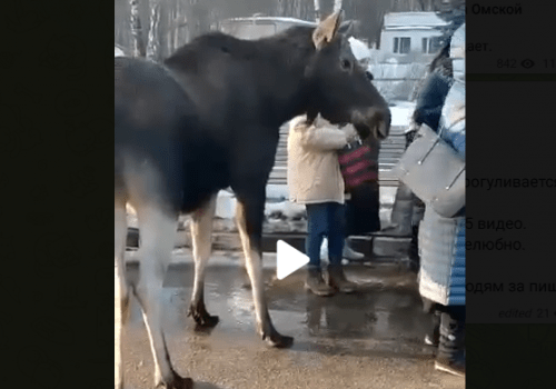 В Омске на Берёзовой гуляет лось В Омске на Берёзовой гуляет лось