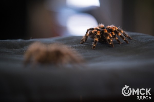 Заводчица пауков и тараканов: "Общение с ними вызывает яркие эмоции"