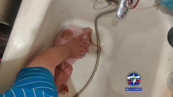 В Новосибирске спасатели помогли вызволить лапу донского сфинкса из сливной решётки В Новосибирске спасатели помогли вызволить лапу донского сфинкса из сливной решётки