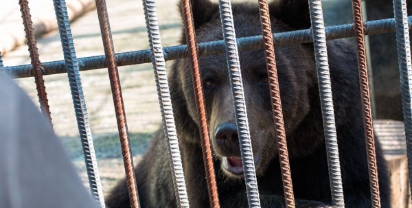 Мишки из зоопарка предсказывают хорошую погоду