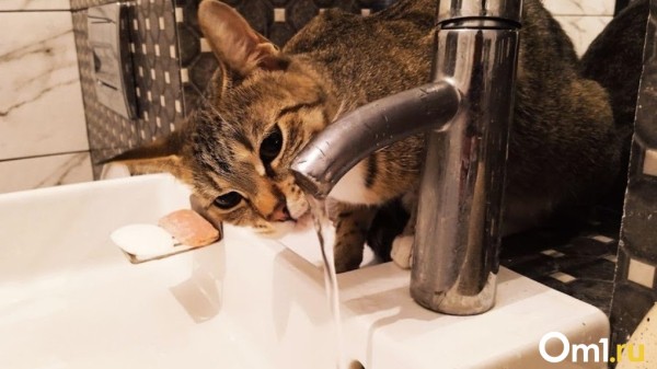 «Холера в воде»: по омским чатам снова рассылают фейк о заражении