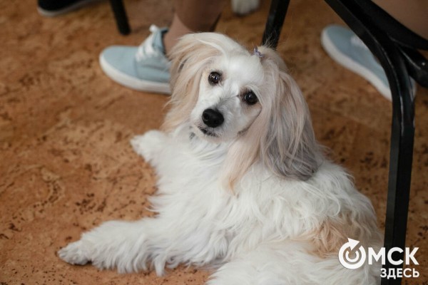 Омских родителей познакомили с альтернативной реабилитацией детей с инвалидностью