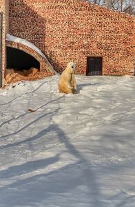 В Большереченском зоопарке скончалась молодая белая медведица