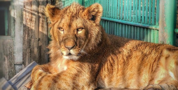 Зевс поселился на севере Омской области Зевс поселился на севере Омской области