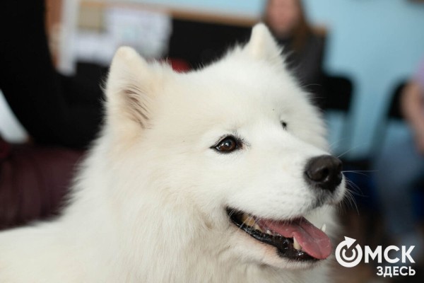 Омских родителей познакомили с альтернативной реабилитацией детей с инвалидностью