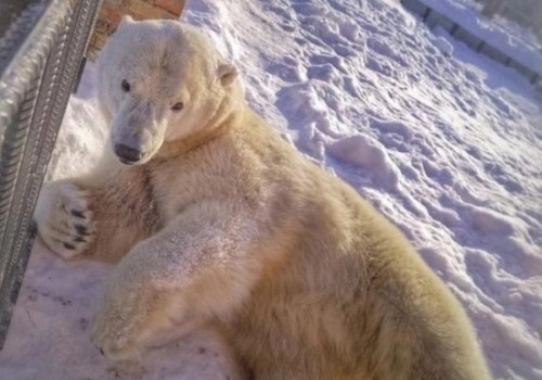 В Большереченском зоопарке утонула в проруби белая медведица