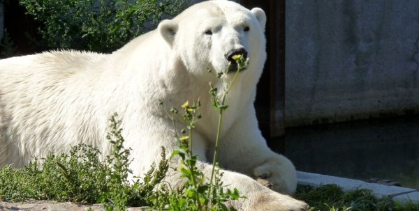 В Большереченском зоопарке скончалась молодая белая медведица