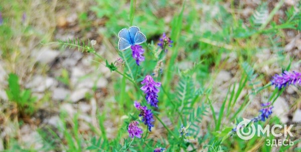 Сотни памятников и погребённые шаманы. Чем уникален один из природных парков Омской области Сотни памятников и погребённые шаманы. Чем уникален один из природных парков Омской области