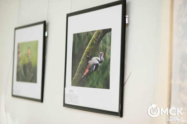 В Омске сняли мультик о саде, который "дарит всему городу возможность дышать"