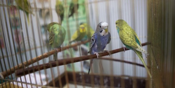 Омский зоопарк показал волнистое потомство Омский зоопарк показал волнистое потомство