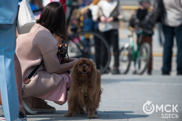 Как в Омске проходит велогонка памяти Леонида Живодёрова