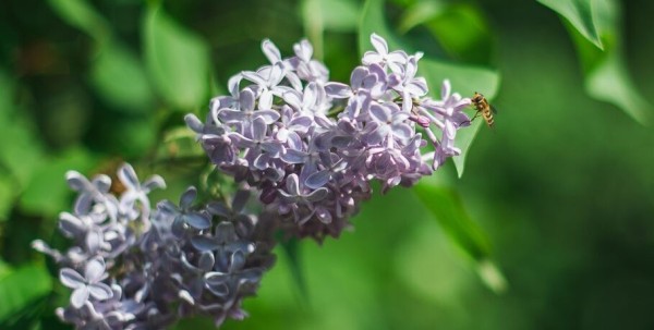 В центре Омска можно будет написать "сиреневый" диктант В центре Омска можно будет написать "сиреневый" диктант