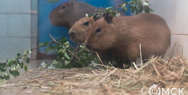 Омские зоологи рассказали о недостатках капибар