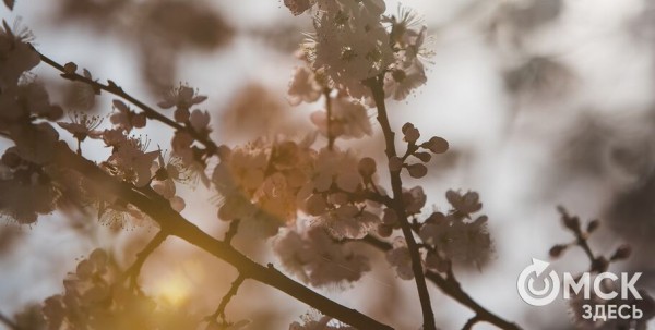 Выше нормы: в Омске надолго установилась очень тёплая погода Выше нормы: в Омске надолго установилась очень тёплая погода