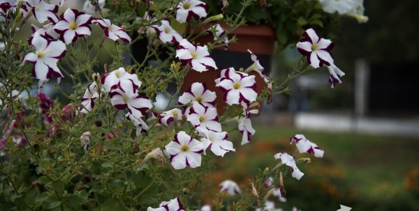 Грозовыми ночами и жаркими днями закончится весна в Омске Грозовыми ночами и жаркими днями закончится весна в Омске