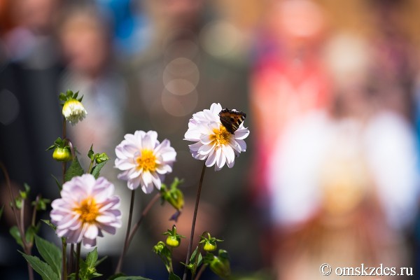 Аналитики составили карту самых жарких и душных мест в Омске, и это не пляж