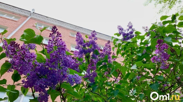 В Омск идут гроза, дождь и шквалистый ветер