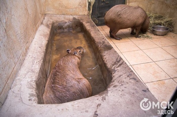 Омские зоологи рассказали о недостатках капибар