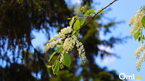 От нуля до 27 градусов. После заморозков в Омскую область придёт жара