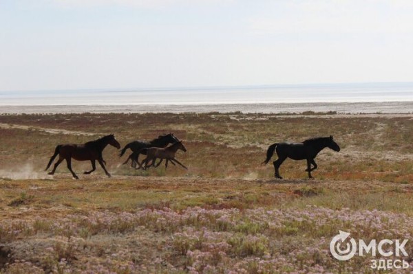 Омские студенты покорили горы Казахстана Омские студенты покорили горы Казахстана